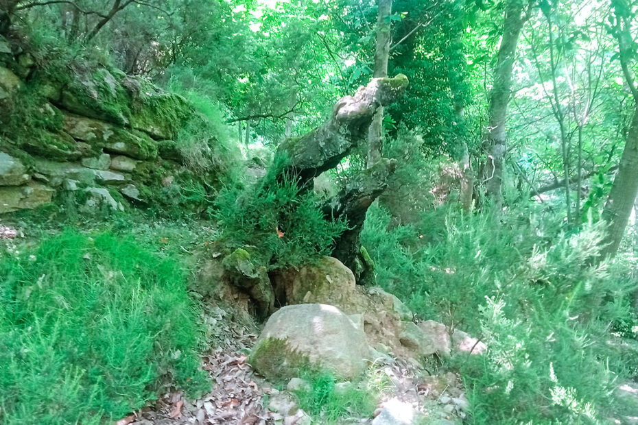 cinghiale