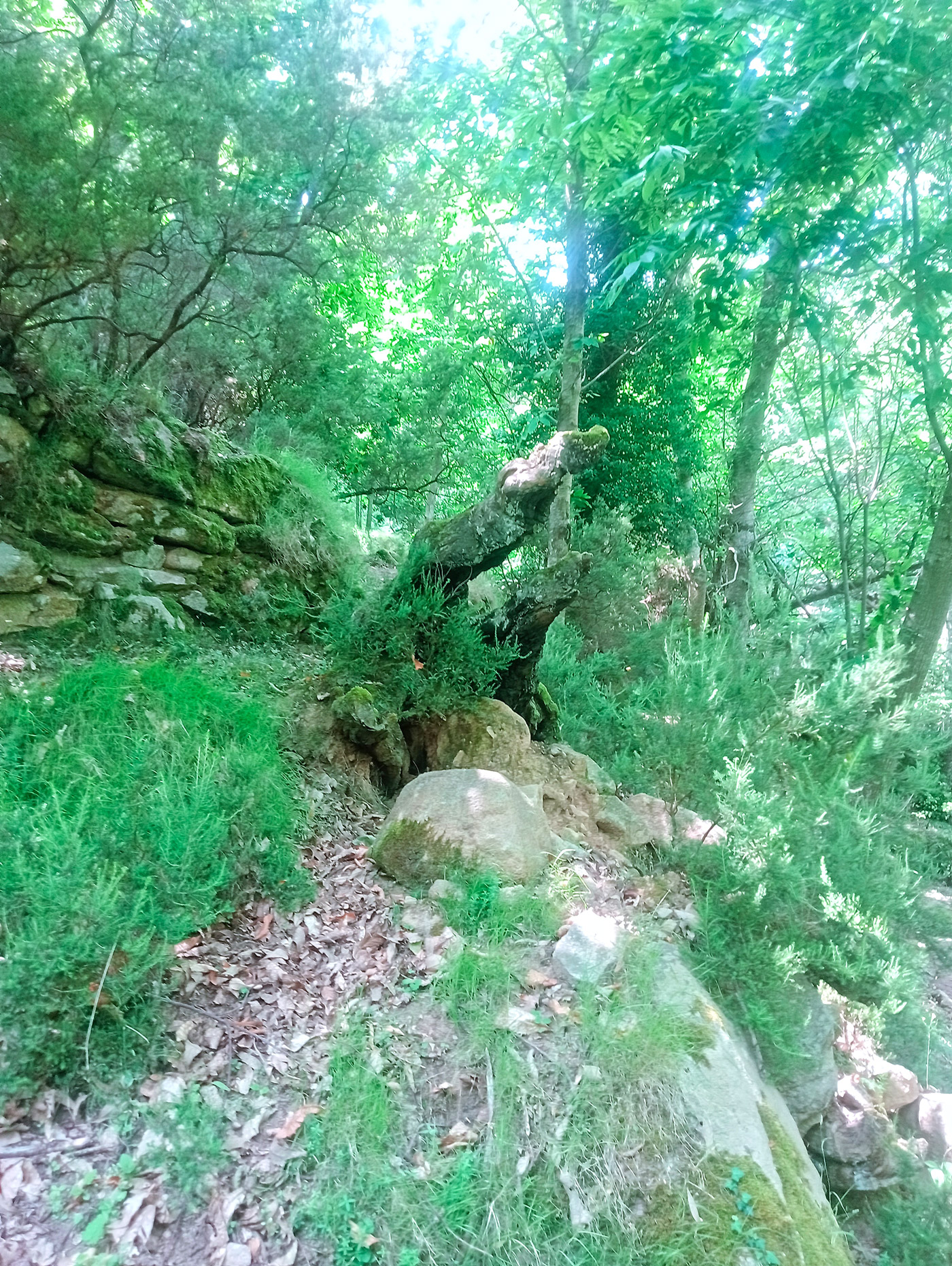 cinghiale
