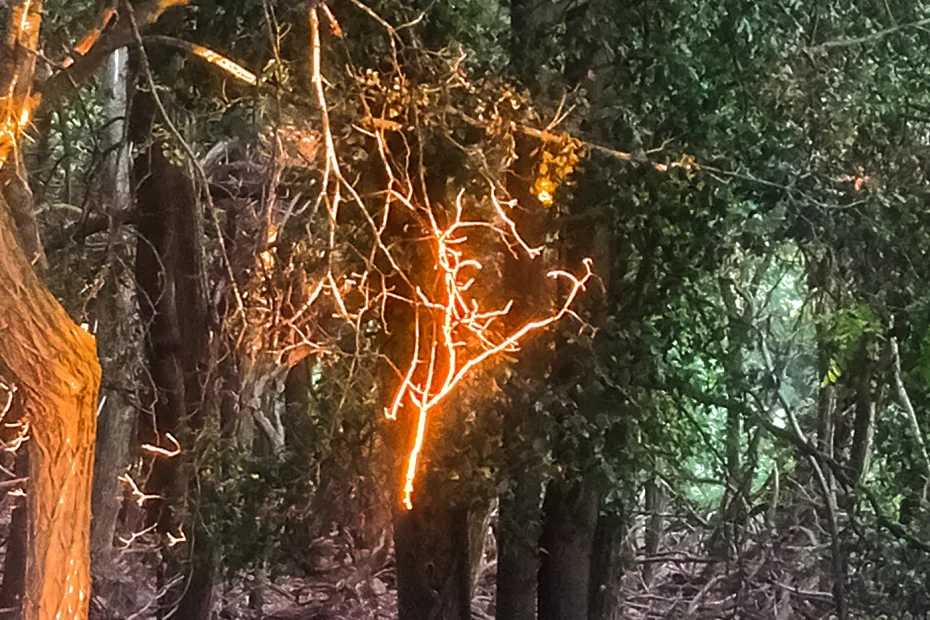 albero pinocchio gesu